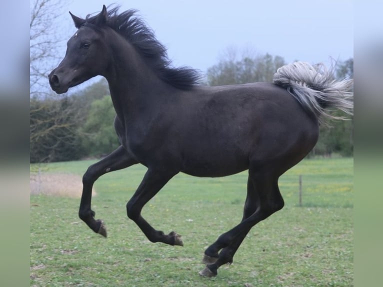 Pura Raza Árabe Semental 1 año 155 cm Negro in Rattenkirchen