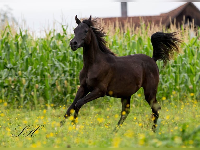 Pura Raza Árabe Semental 1 año 155 cm Negro in Hagendorn