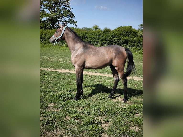 Pura Raza Árabe Semental 1 año 155 cm Tordo in Čazma