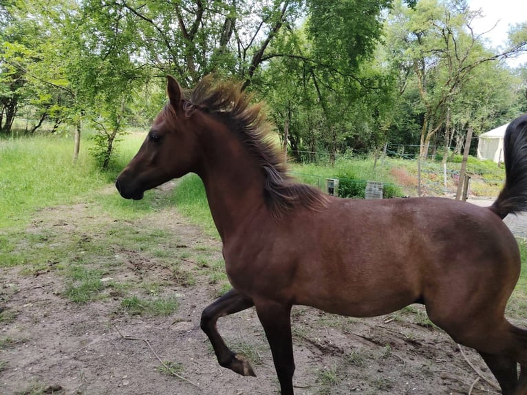 Pura Raza Árabe Semental 1 año 155 cm Tordo ruano in Sarreguemines