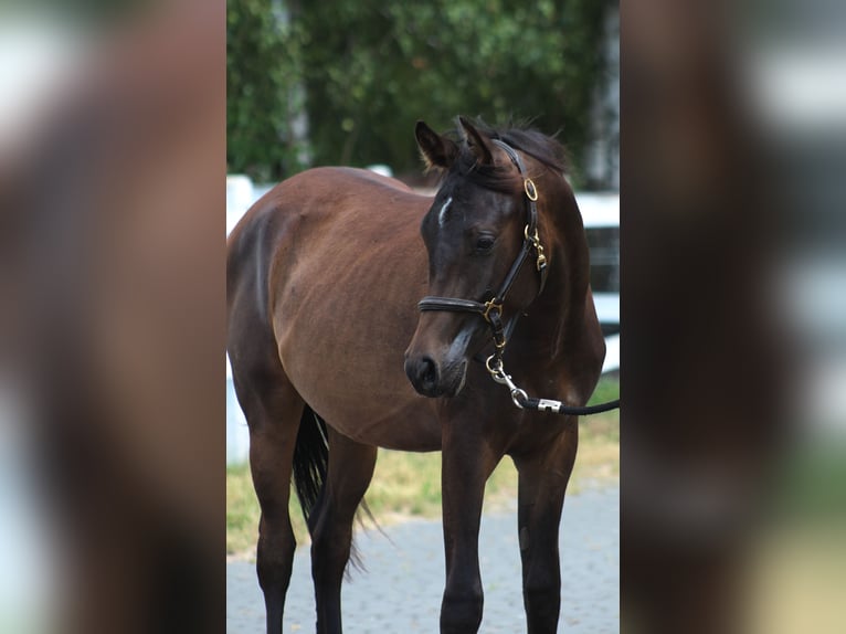 Pura Raza Árabe Semental 1 año 160 cm Morcillo in Santok