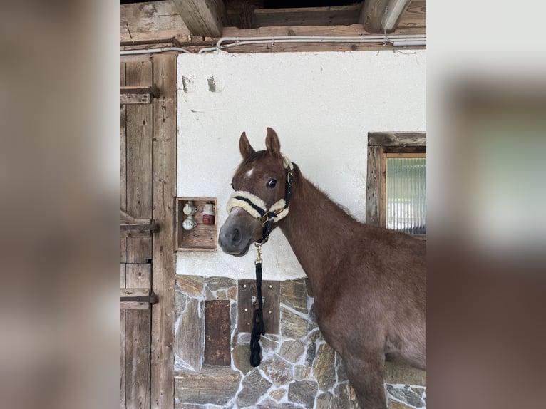 Pura Raza Árabe Semental 1 año 165 cm Tordo in Bad Schwanberg