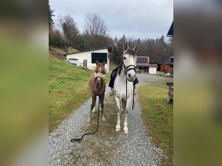 Pura Raza Árabe Semental 1 año 165 cm Tordo in Bad Schwanberg