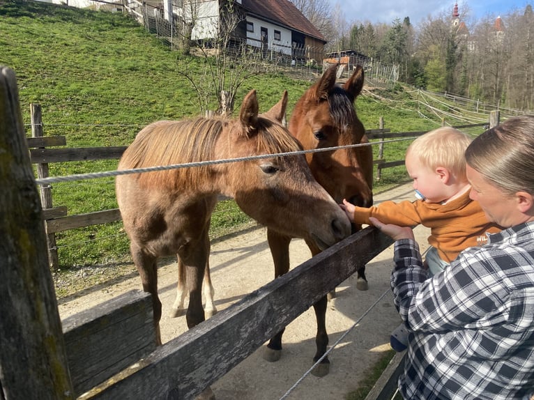Pura Raza Árabe Semental 1 año 165 cm Tordo in Bad Schwanberg