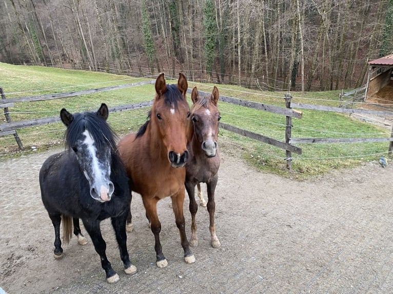 Pura Raza Árabe Semental 1 año 165 cm Tordo in Bad Schwanberg