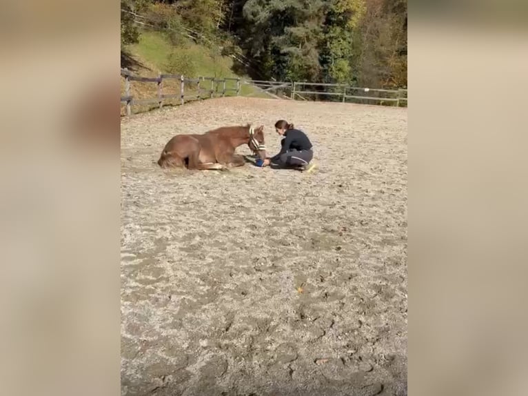 Pura Raza Árabe Semental 1 año 165 cm Tordo in Bad Schwanberg