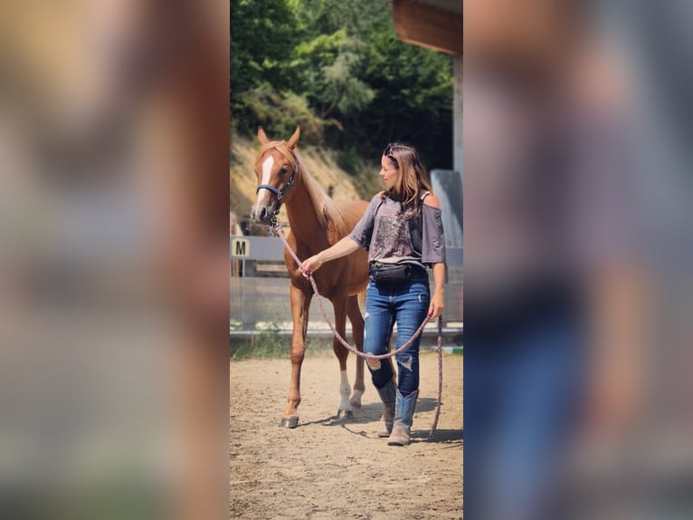 Pura Raza Árabe Semental 1 año Alazán in Biberbach