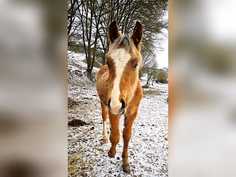 Pura Raza Árabe Mestizo Semental 1 año  in Birkenfelde