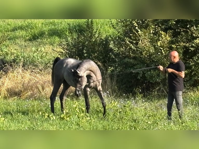Pura Raza Árabe Semental 1 año Musgo in Borgo d' Anaunia
