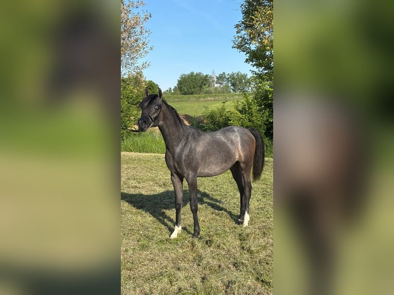 Pura Raza Árabe Semental 1 año Musgo in Borgo d' Anaunia