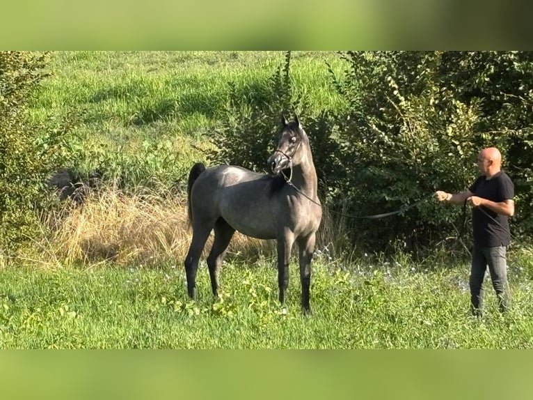 Pura Raza Árabe Semental 1 año Musgo in Borgo d' Anaunia