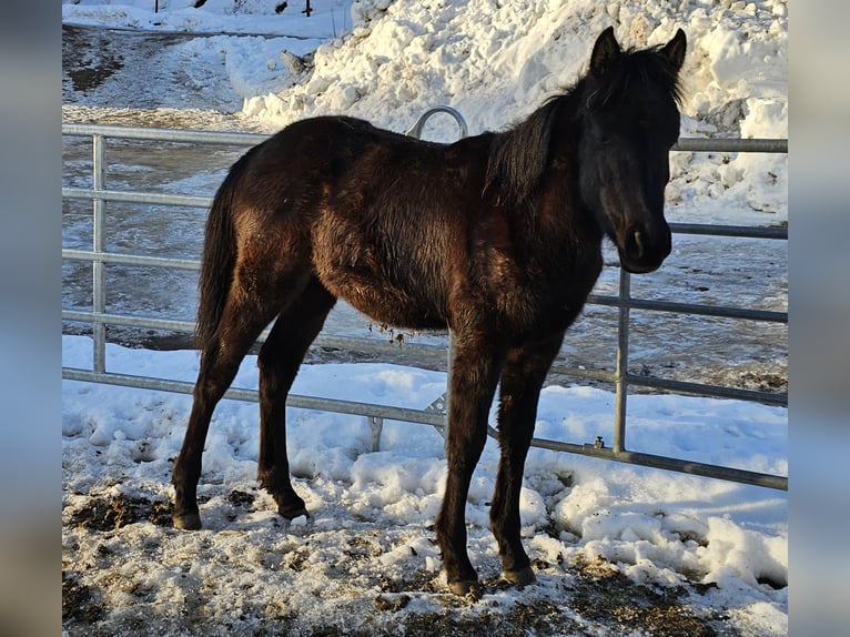Pura Raza Árabe Semental 1 año Negro in Todtnau