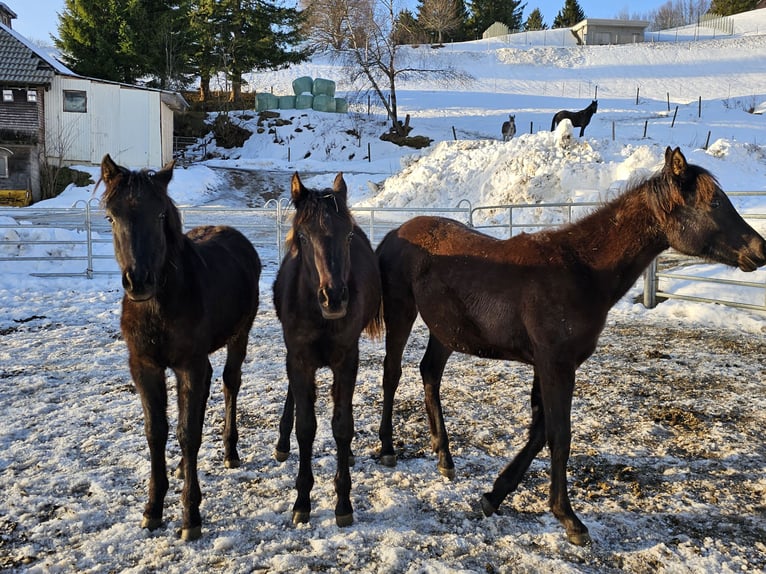 Pura Raza Árabe Semental 1 año Negro in Todtnau