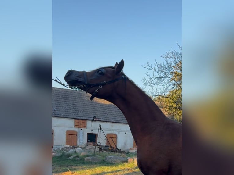 Pura Raza Árabe Semental 1 año Palomino in Pozna&#x144;