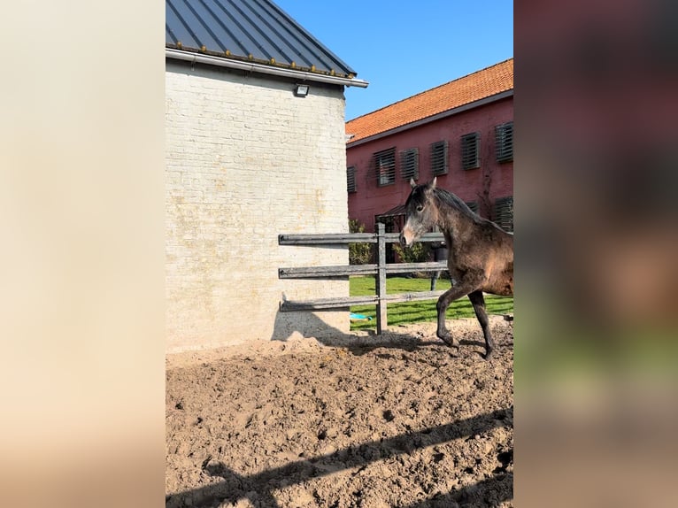 Pura Raza Árabe Semental 1 año Tordillo negro in Veurne