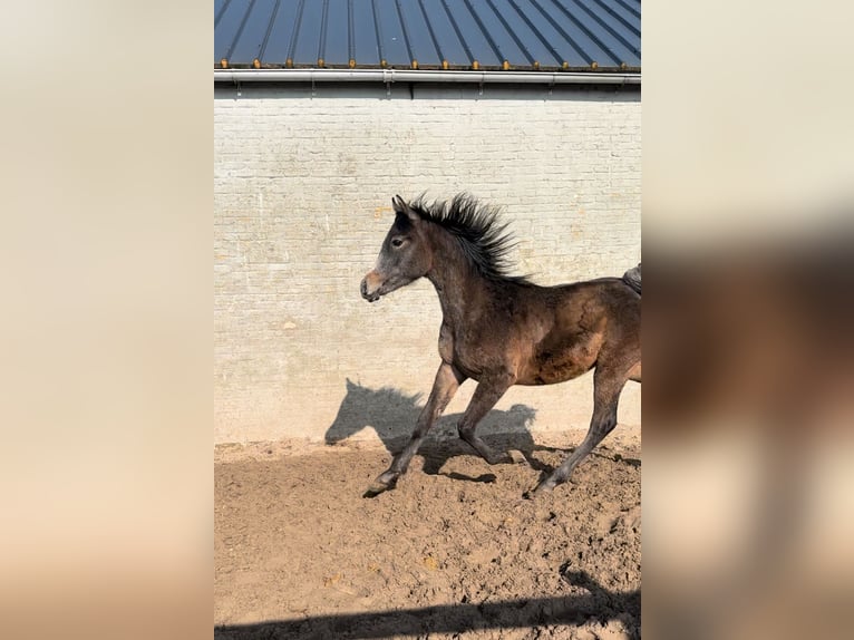 Pura Raza Árabe Semental 1 año Tordillo negro in Veurne