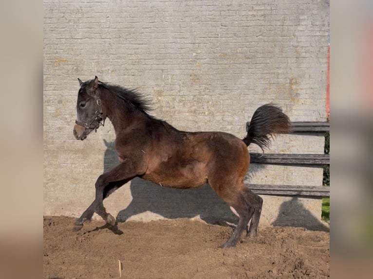 Pura Raza Árabe Semental 1 año Tordillo negro in Veurne