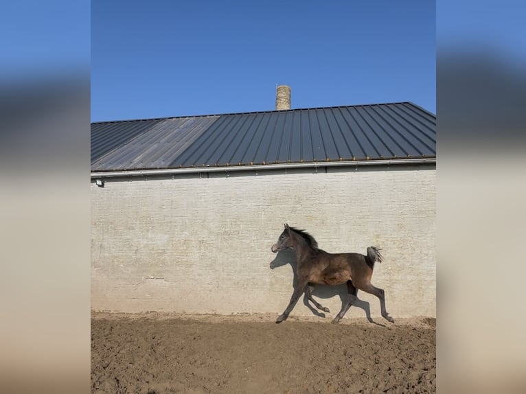 Pura Raza Árabe Semental 1 año Tordillo negro in Veurne
