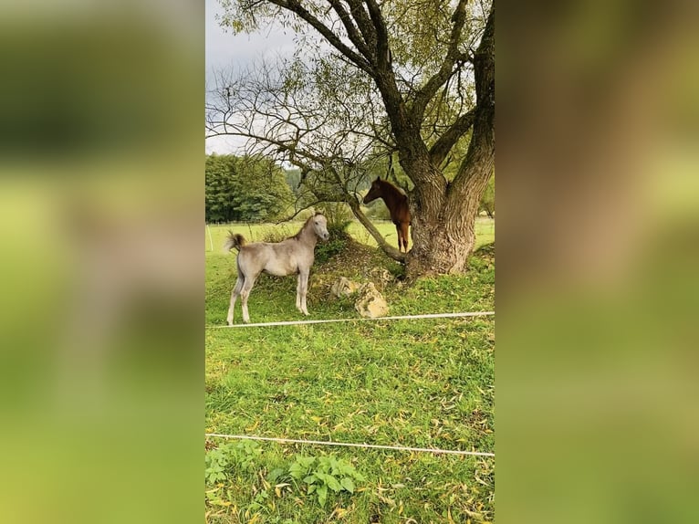 Pura Raza Árabe Semental 1 año Tordo in Chodová Planá