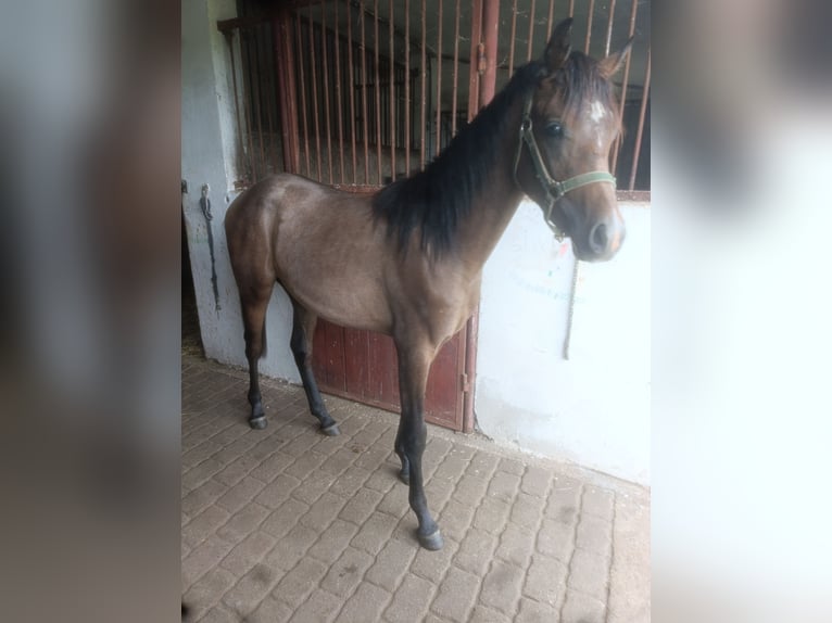 Pura Raza Árabe Semental 1 año Tordo in Bonin