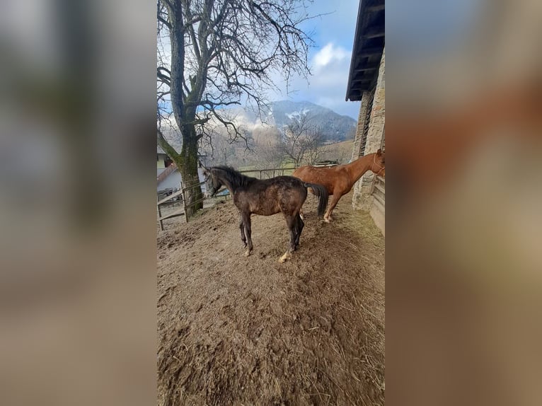 Pura Raza Árabe Semental 1 año Tordo ruano in Poljane nad Škofjo Loko