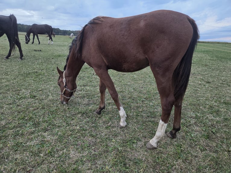 Pura Raza Árabe Semental 2 años 140 cm Castaño in Zwickau