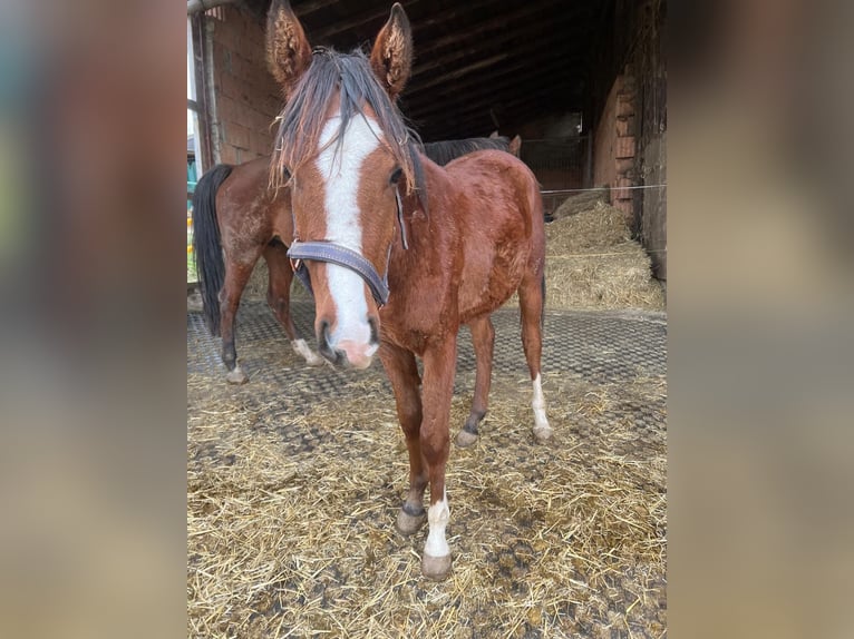 Pura Raza Árabe Semental 2 años 140 cm Castaño in Zwickau