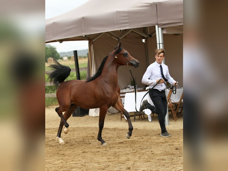 Pura Raza Árabe Semental 2 años 140 cm Castaño in Vilassar De Mar