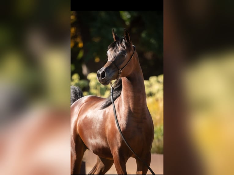 Pura Raza Árabe Semental 2 años 140 cm Castaño in Vilassar De Mar