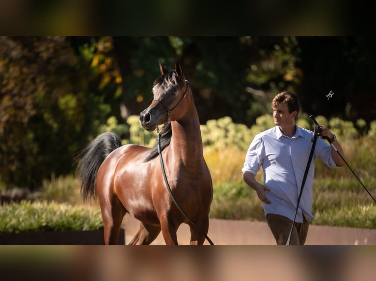 Pura Raza Árabe Semental 2 años 140 cm Castaño in Vilassar De Mar