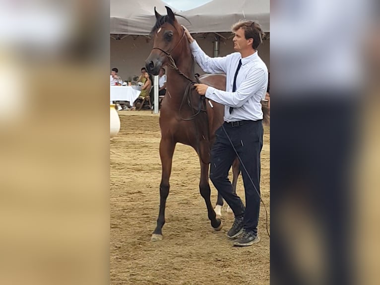 Pura Raza Árabe Semental 2 años 140 cm Castaño in Vilassar De Mar