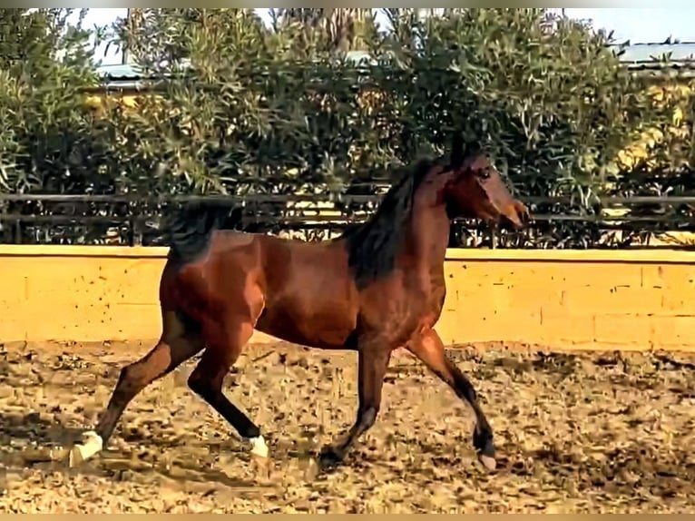 Pura Raza Árabe Semental 2 años 143 cm Castaño in Madrid