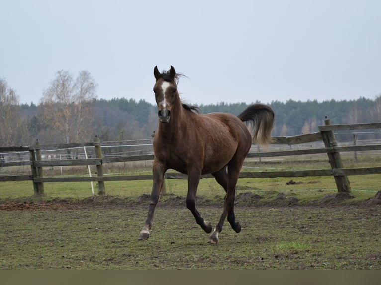 Pura Raza Árabe Semental 2 años 149 cm Alazán-tostado in HALINÓW