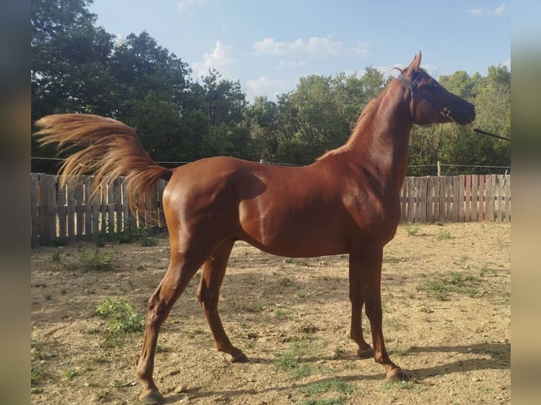 Pura Raza Árabe Semental 2 años 150 cm Alazán in Magalas