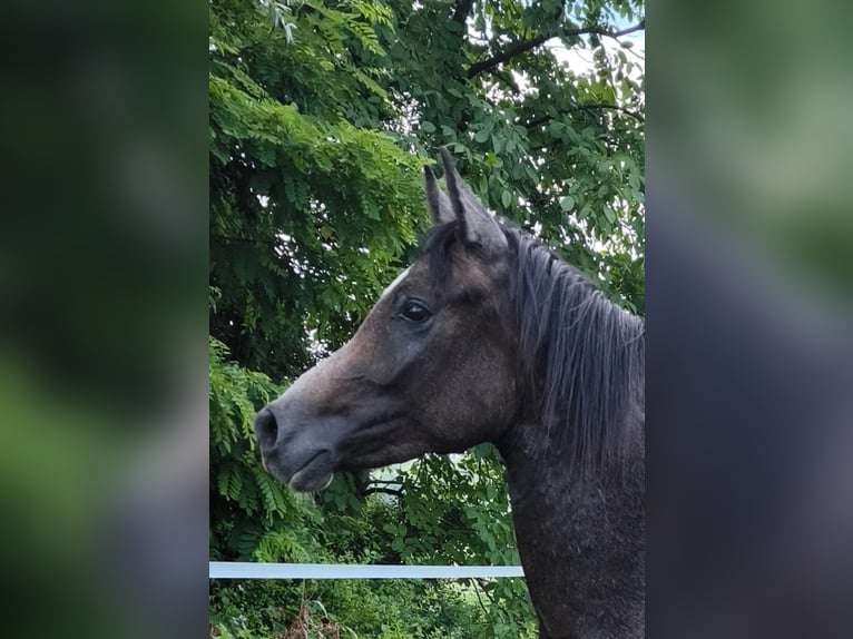 Pura Raza Árabe Semental 2 años 150 cm Tordo in Cerina