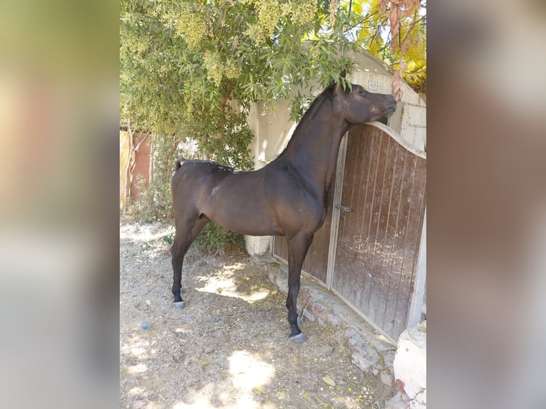 Pura Raza Árabe Semental 2 años 151 cm Negro in Egypt Giza