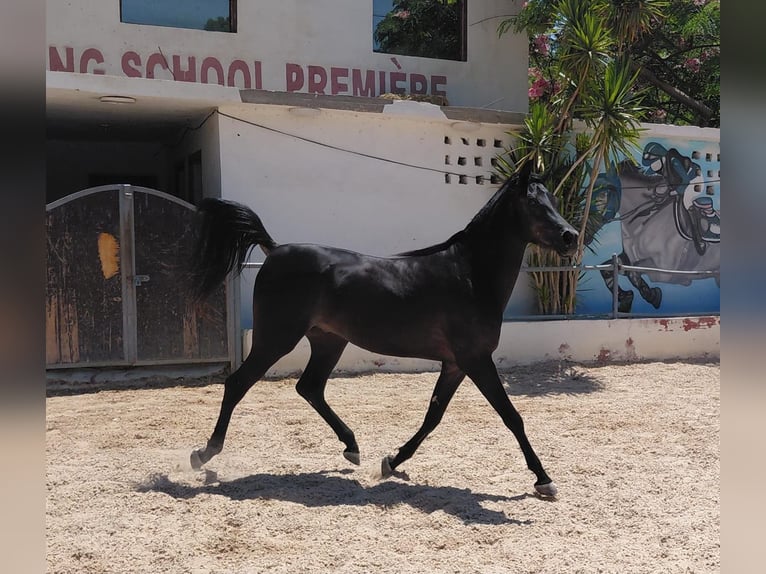 Pura Raza Árabe Semental 2 años 151 cm Negro in Egypt Giza