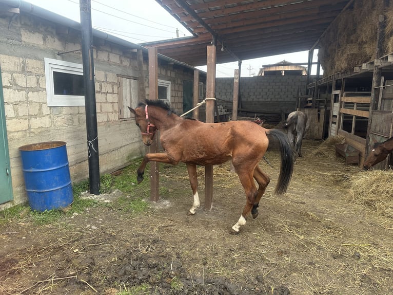 Pura Raza Árabe Semental 2 años 152 cm Alazán-tostado in Нестеровская