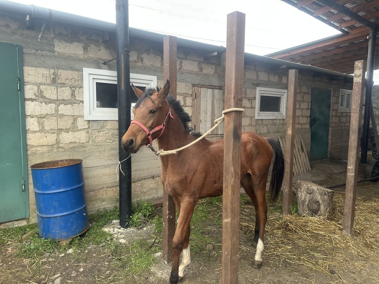 Pura Raza Árabe Semental 2 años 152 cm Alazán-tostado in Нестеровская