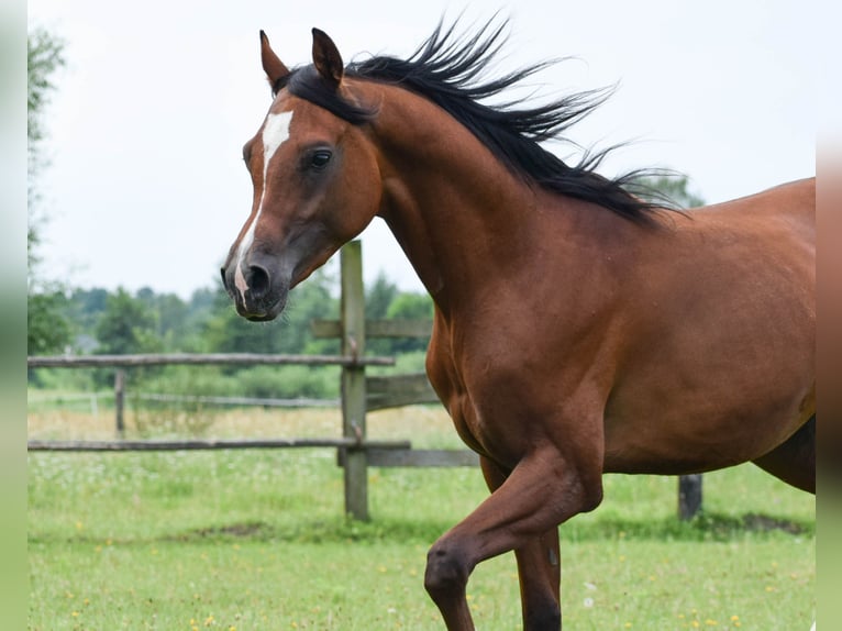 Pura Raza Árabe Semental 2 años 152 cm Castaño in Halin&#xF3;w
