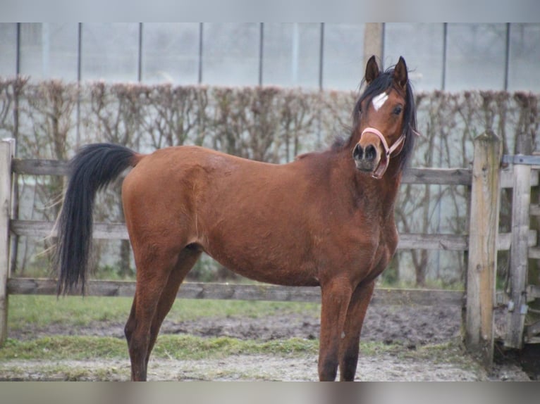 Pura Raza Árabe Semental 2 años 154 cm Castaño in Hooglede