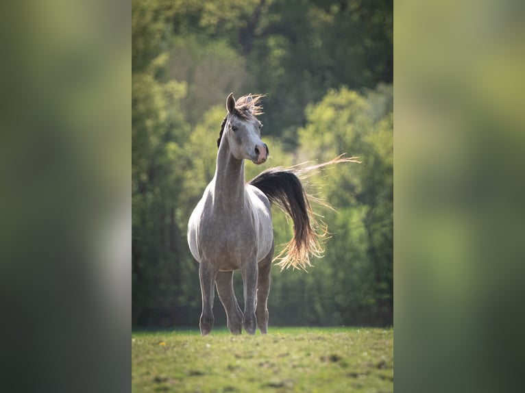 Pura Raza Árabe Semental 2 años 154 cm Tordo in Gemünden (Felda)