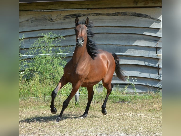 Pura Raza Árabe Semental 2 años 155 cm Castaño in Koprivnica