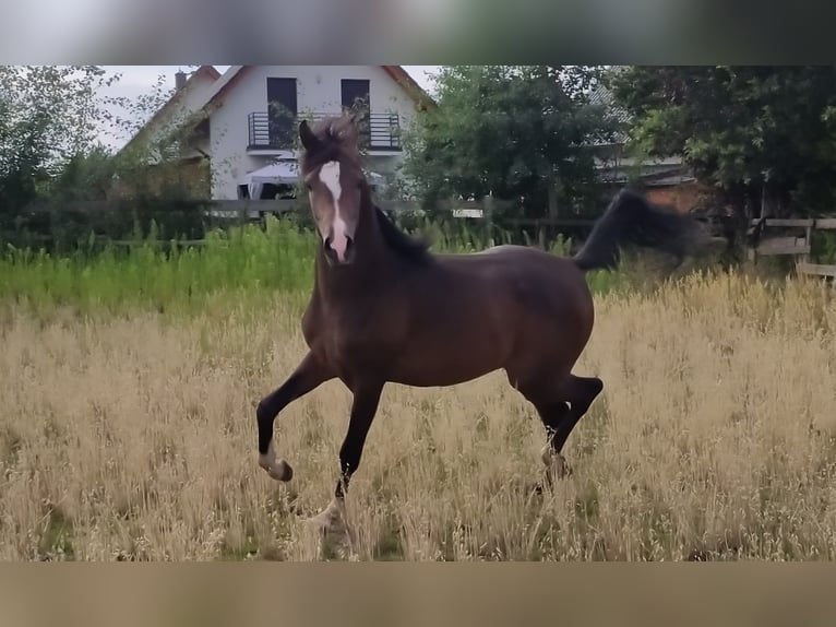 Pura Raza Árabe Semental 2 años 155 cm Morcillo in Rad&#x142;&#xF3;w