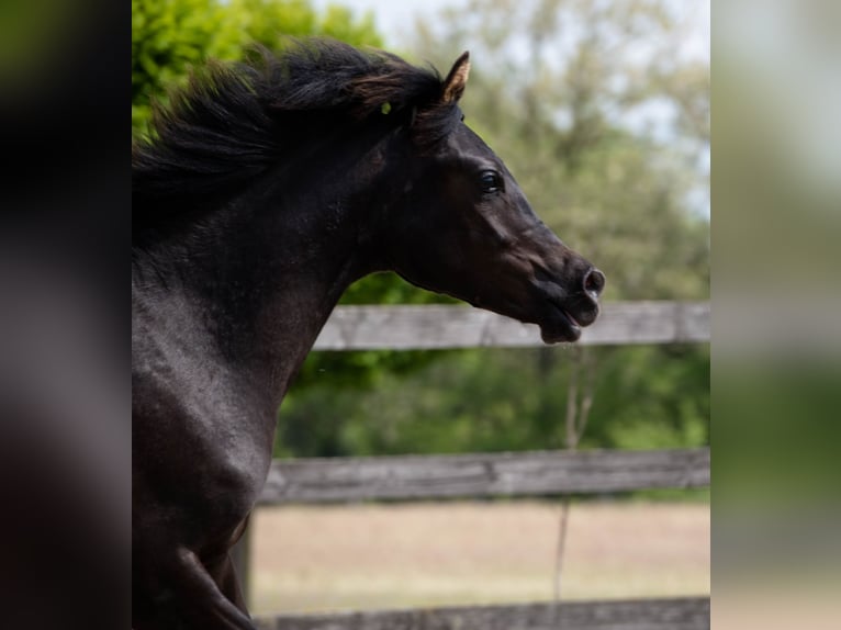 Pura Raza Árabe Semental 2 años 155 cm Negro in Nesvady