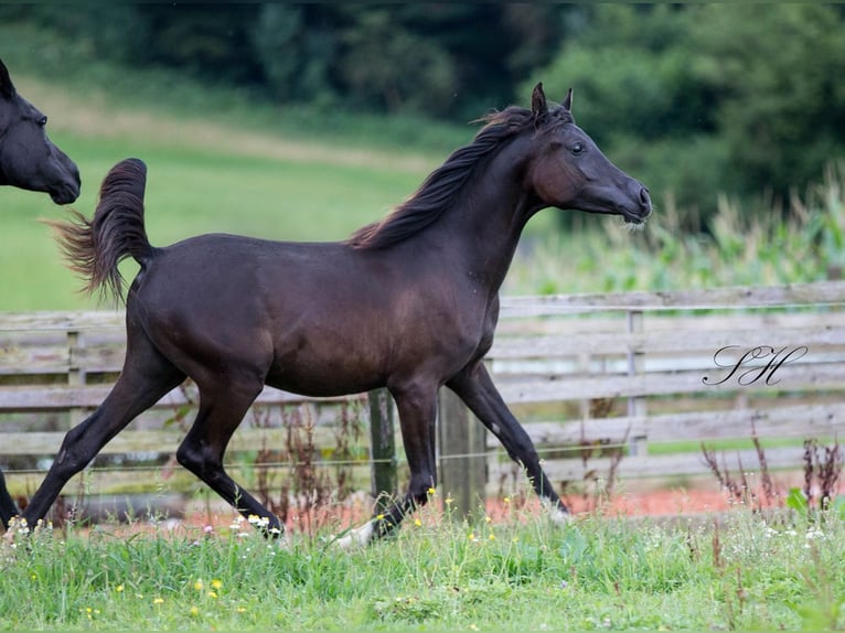 Pura Raza Árabe Semental 2 años 155 cm Negro in Hagendorn