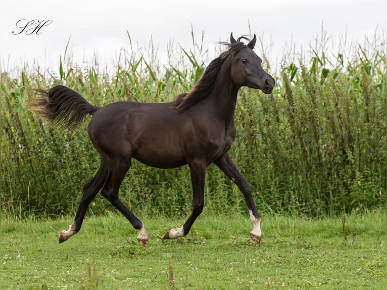 Pura Raza Árabe Semental 2 años 155 cm Negro in Hagendorn