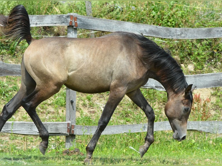 Pura Raza Árabe Semental 2 años 155 cm Tordo in Koprivnica