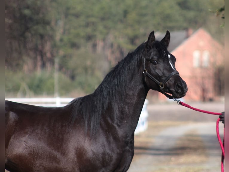 Pura Raza Árabe Semental 2 años 159 cm Negro in Santok