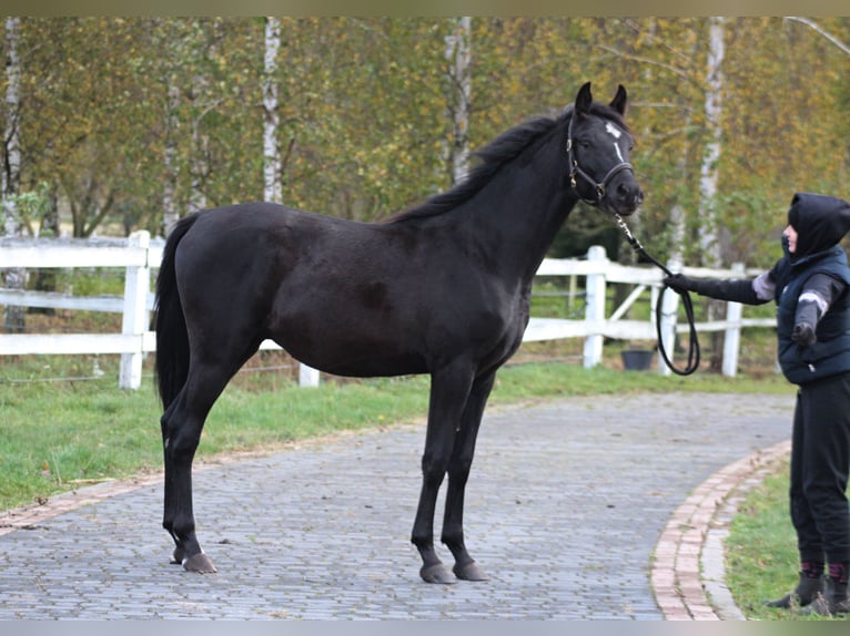 Pura Raza Árabe Semental 2 años 159 cm Negro in Santok